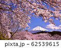 桜と富士山 62539615