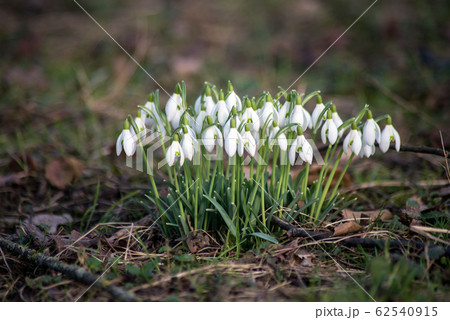 Group of white snowdrops in a meadow Group of white snowdrops in a meadow 62540915