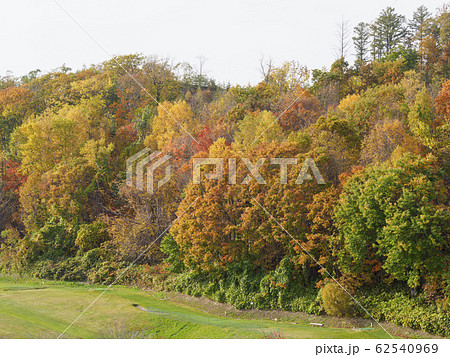 紅葉の森とパークゴルフ場 紅葉の森とパークゴルフ場 62540969