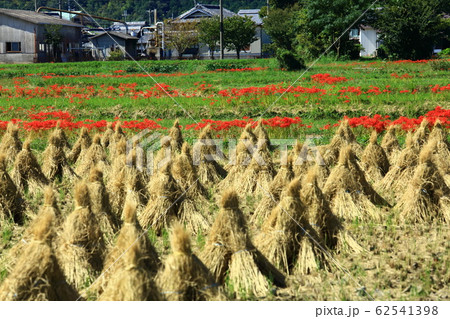 ひがんばなの里 62541398