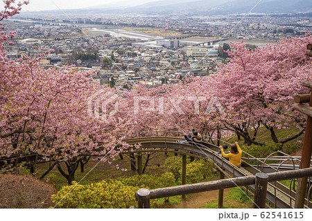 まつだ桜まつり　神奈川県　松田町　早咲き 62541615