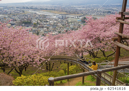 まつだ桜まつり 神奈川県 松田町 早咲き まつだ桜まつり 神奈川県 松田町 早咲き 62541616