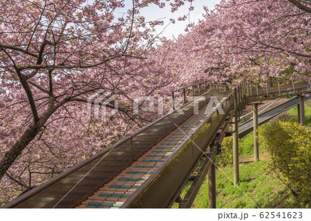 まつだ桜まつり 神奈川県 松田町 早咲き まつだ桜まつり 神奈川県 松田町 早咲き 62541623