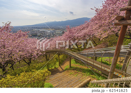 まつだ桜まつり　神奈川県　松田町　早咲き 62541625