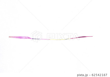 【夏イメージ】線香花火 62542187