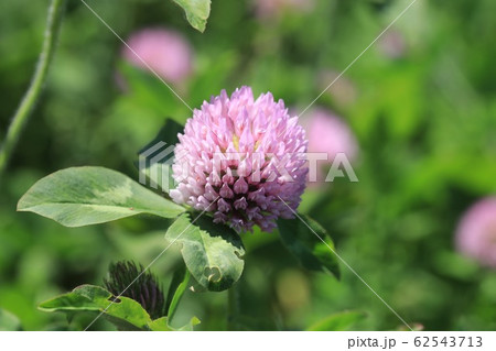 アカツメクサ 62543713