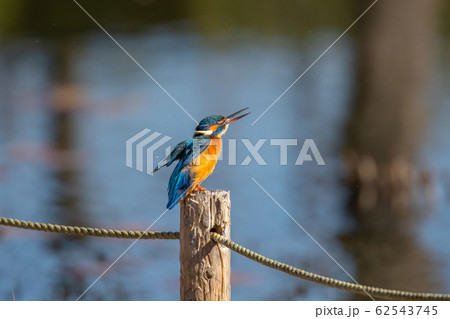 カワセミ カワセミ 62543745