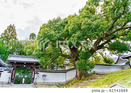 京都・青蓮院のクスノキ 62543889