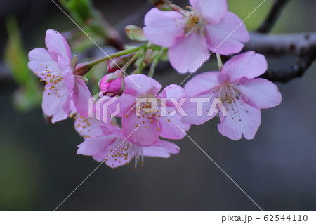 厳冬の中咲き誇る 62544110