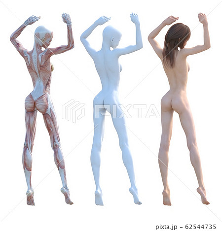 筋肉標本　女性　合成用　同ポーズ　perming3DCGイラスト素材 62544735