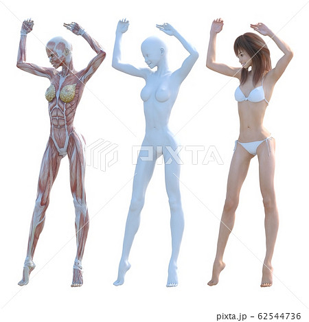 筋肉標本 女性 合成用 同ポーズ Perming3dcgイラスト素材のイラスト素材
