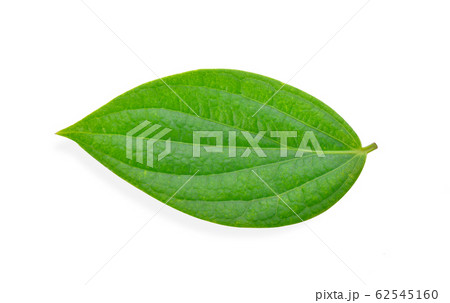 pepper corn leaf on white background 62545160