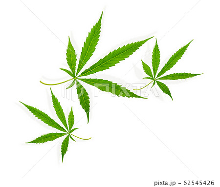 Fresh marijuana leaf on white background Fresh marijuana leaf on white background 62545426