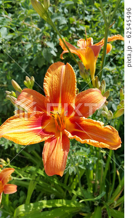 Beautiful bright Orange daylily on a sunny summer Beautiful bright Orange daylily on a sunny summer 62545496