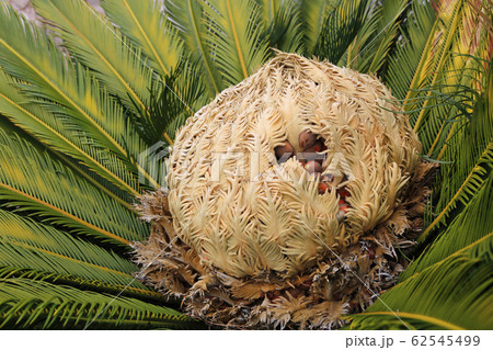 Cone with fruits of female cycas revoluta 62545499