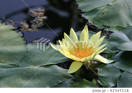 スイレンの花　睡蓮 62545518