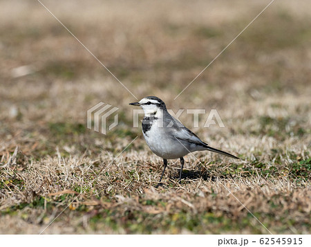 野原のハクセキレイ 62545915