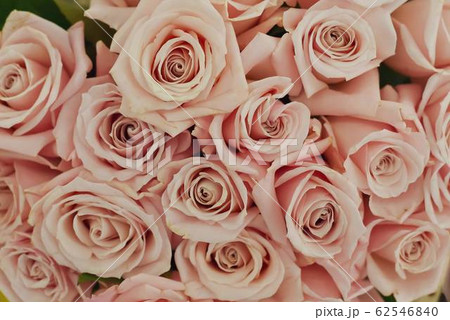 Set of bouquet of pink rose background Set of bouquet of pink rose background 62546840