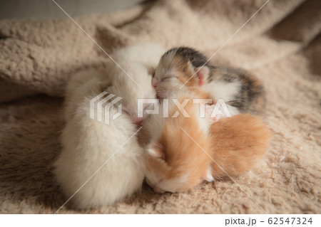 猫、仔猫、こねこ、猫の家族 猫、仔猫、こねこ、猫の家族 62547324