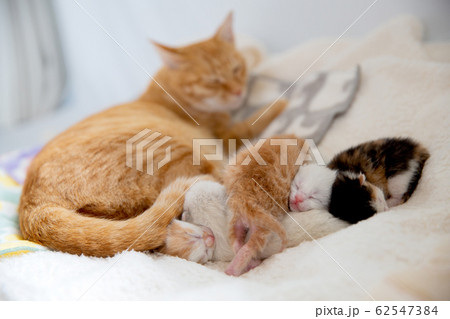 猫、仔猫、こねこ、猫の家族 62547384