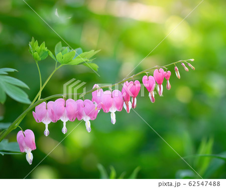 Blooming pink heart shaped dicentres Blooming pink heart shaped dicentres 62547488