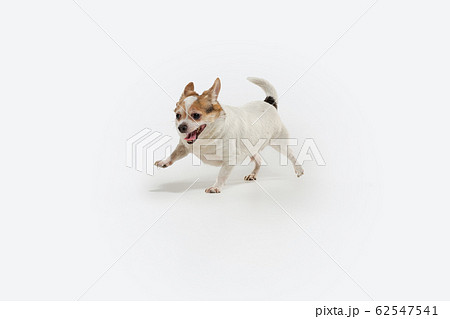 Studio shot of Chihuahua companion dog isolated on white studio background 62547541