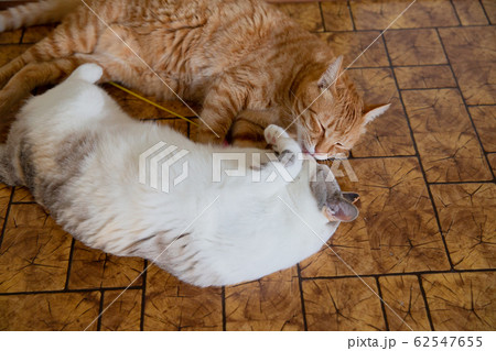 猫 62547655