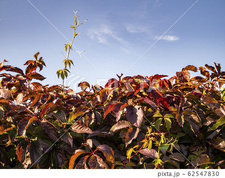 Weaving grapes against the blue sky with clouds. Weaving grapes against the blue sky with clouds. 62547830