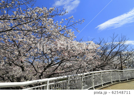 足立区東綾瀬公園　青空と桜 62548711