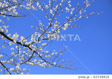 快晴の空と桜　 62548816