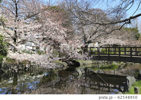 足立区東綾瀬公園　やざえもん橋付近の桜 62548950
