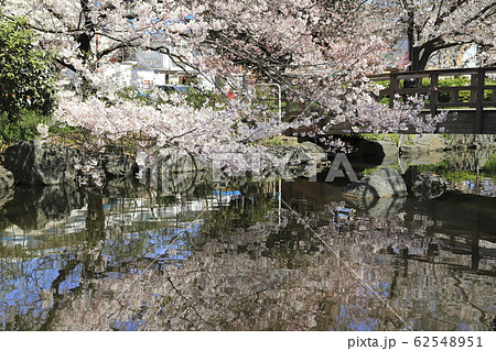 足立区東綾瀬公園　やざえもん橋付近の桜 62548951