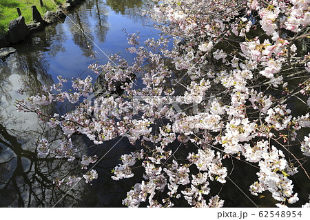足立区東綾瀬公園　やざえもん橋付近の桜 62548954