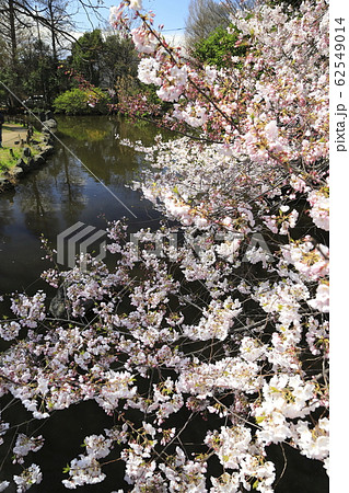 足立区東綾瀬公園 やざえもん橋付近の桜 足立区東綾瀬公園 やざえもん橋付近の桜 62549014