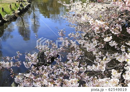 足立区東綾瀬公園　やざえもん橋付近の桜 62549019