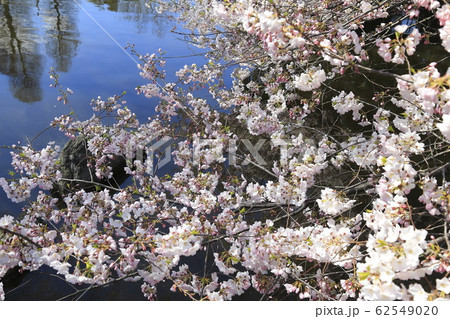 足立区東綾瀬公園 やざえもん橋付近の桜 足立区東綾瀬公園 やざえもん橋付近の桜 62549020