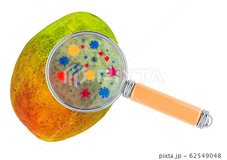 Mango with germs, microbes or viruses 62549048