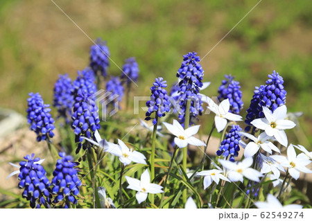 ムスカリと白いハナニラ 62549274