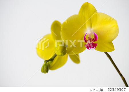 Macro photography of petals of a blooming orchid  62549507