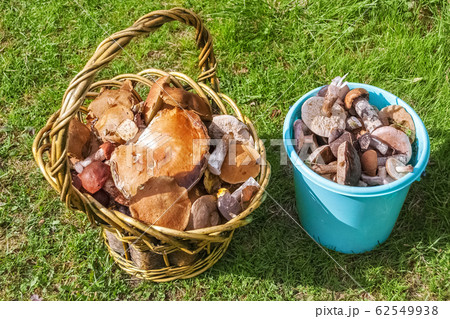 Mushrooms in a basket. Mushrooms in a basket. 62549938