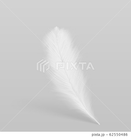 Birds white plume realistic illustration 62550486