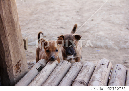 The little puppy. The little puppy. 62550722