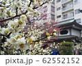 【東京】湯島天神・梅まつり 62552152