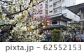 【東京】湯島天神 梅まつり 62552153