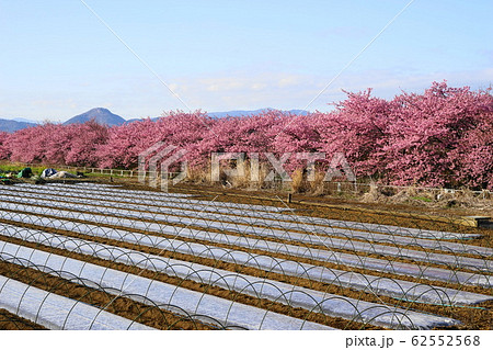 2月 函南町94河津桜・かんなみの桜まつり・函南サクラ(河津サクラ) 2月 函南町94河津桜・かんなみの桜まつり・函南サクラ(河津サクラ) 62552568