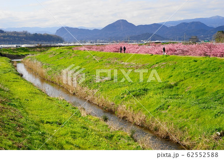 2月　函南町74河津桜・かんなみの桜まつり･函南ｻｸﾗ(河津ｻｸﾗ) 62552588