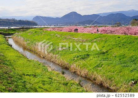 2月　函南町73河津桜・かんなみの桜まつり･函南ｻｸﾗ(河津ｻｸﾗ) 62552589