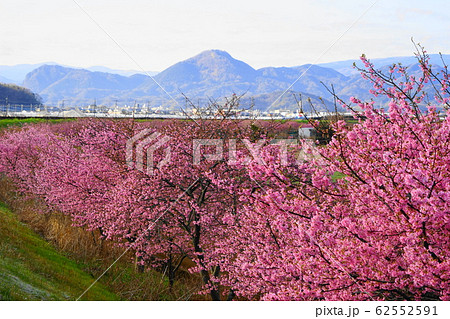 2月　函南町71河津桜・かんなみの桜まつり･函南ｻｸﾗ(河津ｻｸﾗ) 62552591