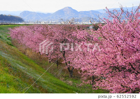 2月 函南町70河津桜・かんなみの桜まつり・函南サクラ(河津サクラ) 2月 函南町70河津桜・かんなみの桜まつり・函南サクラ(河津サクラ) 62552592