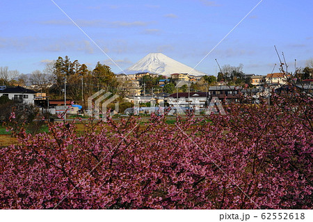 2月 函南町46河津桜・かんなみの桜まつりと富士山・函南サクラ(河津サクラ) 2月 函南町46河津桜・かんなみの桜まつりと富士山・函南サクラ(河津サクラ) 62552618